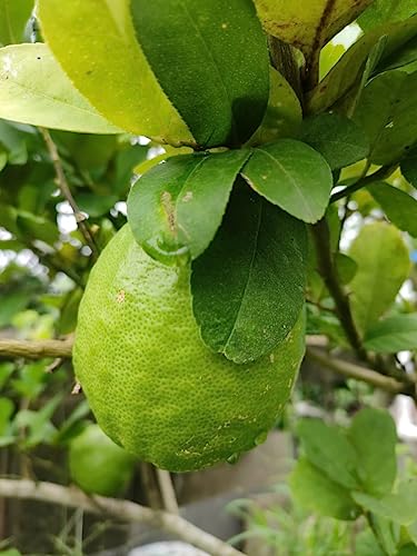 Image of GreenWorld Gandharaj Lemon Live Plant (Grafted), Live Citrus Lemon Plant for Home Garden, Outdoor /Indoor Potted Fruit Plant, Healthy Air Layered Nimboo Tree, Gardening Plant