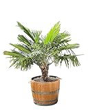 Temesso große Palme ca. 160 cm (Hanfpalme Trachycarpus fortunei) fertig gepflanzt in...