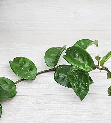 Long Hoya Krinkle8 Live Plant,Hoya Carnosa Krinkle 8, Hoya Krinkle Plant, 4 Inch Pot, Limited Quantity By 3Exoticgreen #TOP7