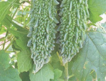 National Seeds Corporation Limited Bitter Gourd Hybrid Birju 10 Grm 64 Rs Amazon In Garden Outdoors