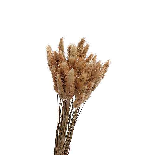 50Pcs Artificial Plant Stems Natural Rabbit Tail Grass Tail Dry Flower Really Bouquet Pastoral Style Shooting Prop Wedding Decor (Natural)