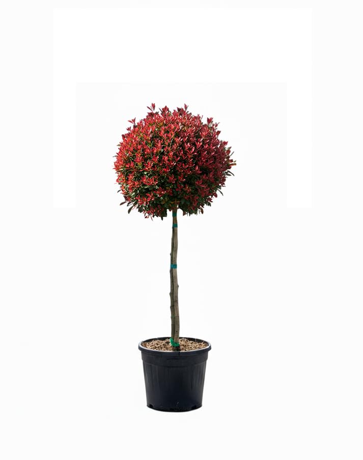Glanzmispel - Photinia Fraseri Chico auf Stamm 120 cm 18L Winterhart
