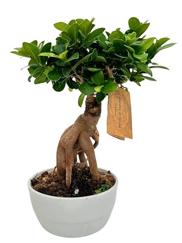 🏺 Eleganza Sostenibile: Il vaso in ceramica bianco è un complemento d'arredo raffinato; offre stabilità e resistenza nel tempo; perfetto per esaltare la bellezza del bonsai e arricchire il tuo ufficio o casa con un tocco di classe; un must per chi ama il design sofisticato