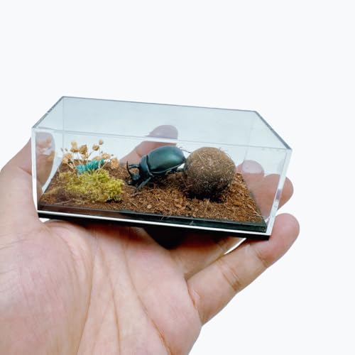 Image of Real Dung Beetle Living Scene, Insect Living Scene Box, Real Transparent Display Box of Dried Moss Insects,Suitable for Science Education, Decoration, and Collection