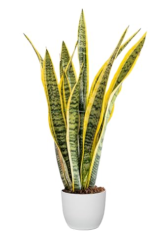 Bonplants Sansevieria Laurentii, Pianta Lingua di Suocera, Vaso 17 cm,