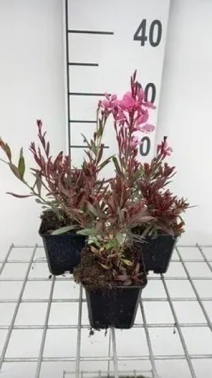 6x Galium - Gaura lindh. 'Crimson Butterflies'®(oenothera li | 9x9 cm pot