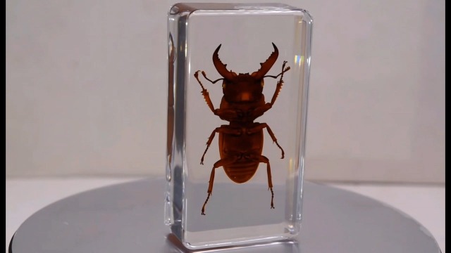Image of 2.9 inch Real Golden Dorcus Titanus Platymelus Stag Beetle in Crystal Clear Lucite Resin Specimen Preserved Insect Taxidermy Collection for Biology Science Education & Desk Ornament Display Supplies