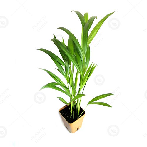 Natural Elegance: Areca Palm Plant - Oxygen Giving (Pack of 1 with Pot Inside) (B0CTQ69T6F) Amazon Price History, Amazon Price Tracker