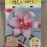 福花園種苗 品種 切花にも 可憐な桃色 乙女ゆり（別名 ヒメユリ） １球入り