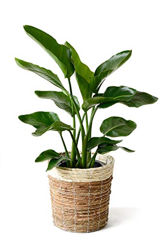 大きく育ったストレリチア