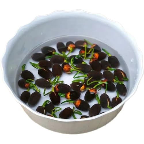 50 PCS Lotus Samen Wohnung Gemischt: Schalenlotus Samen winterharte pflanzen für Garten, Pflanzen Kräuter Samen, Bonsai Samen Blumen Balkon, Lotusblume Samen, Blumen Saatgut Schalenlotus (50 PCS)