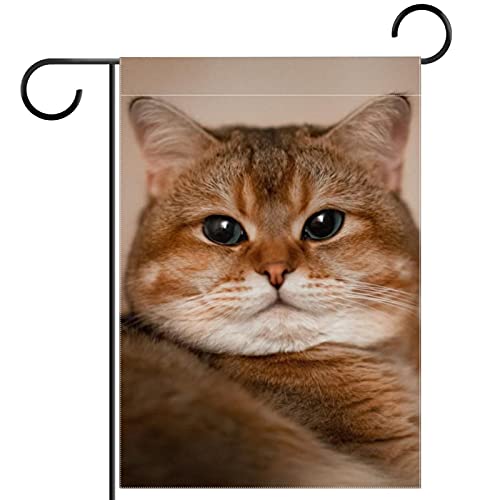 Drapeau de bienvenue American Shorthair toutes saisons décoratif double face