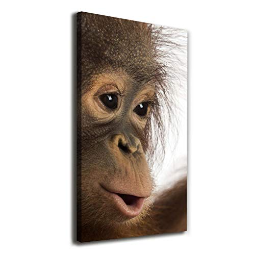 Image sur toile orang-outan brun pour salon nature 60x120