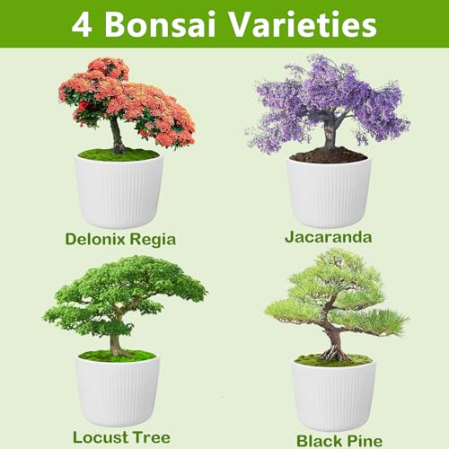 Bonsai Tree Kit, Bonsai Starter Kit with Seeds & Tools, Tree Live Plants Indoor, Gardening Gifts for Women Men Mom Father Plant Lover, Birthday Gifts for Women, Father Day Gifts - Image 3
