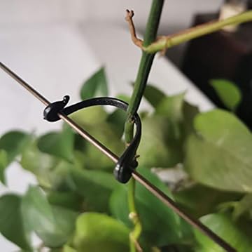 trellis for kiwi vine