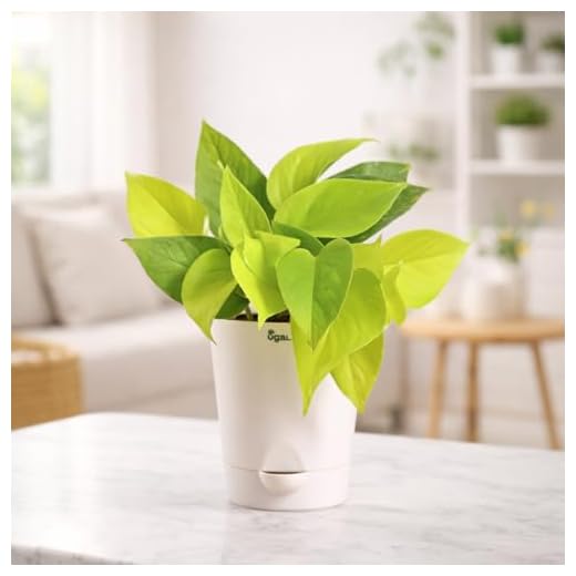 Ugaoo Golden Money Plant Indoor with Self Watering Pot