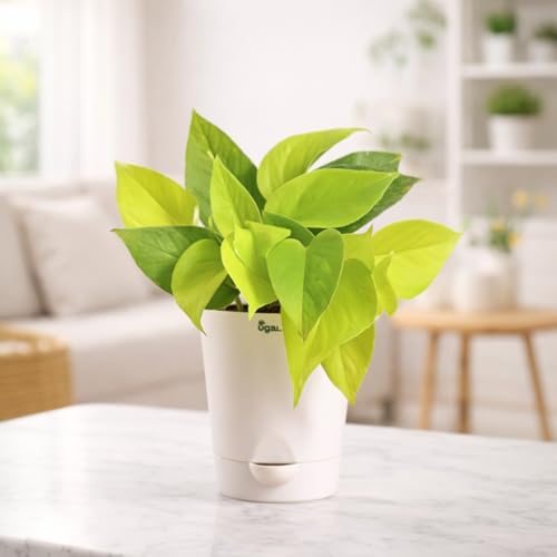 Ugaoo Golden Money Plant Indoor With Self Watering Pot Ugaoo Golden Money Plant Indoor With Self Watering Pot
