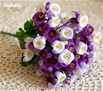VISTARIC Mezclado: Nuevo 80 Piezas de Semillas de Setas Raras Suculentas, Regalo de Godsend, Maceta Ornamental, Accesorios de Jardín Hogar Bonsai Interior Para Granja Feliz