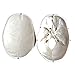 Cranstein A-210 Skull Model for Anatomy Education 3 Pieces