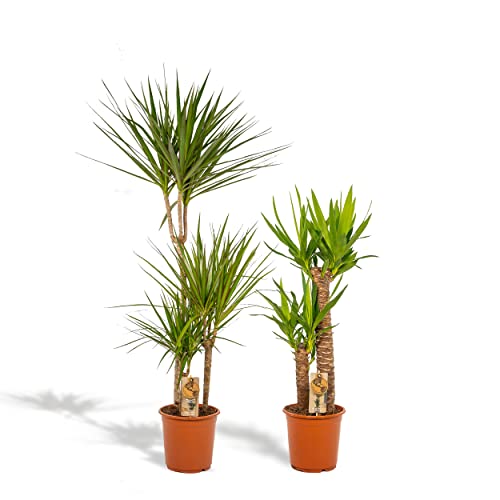 Caja de plantas de interior XL - Dracaena 120cm + Yucca 100cm - Plantas de interior fáciles - Palmeras tropicales - Purificador de aire - Recién salido del vivero Cover