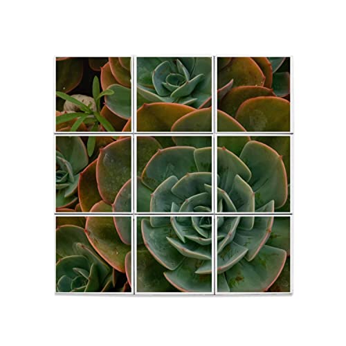 Carreaux céramique plante grasse 60x60cm pour créer un mur végétal de salon