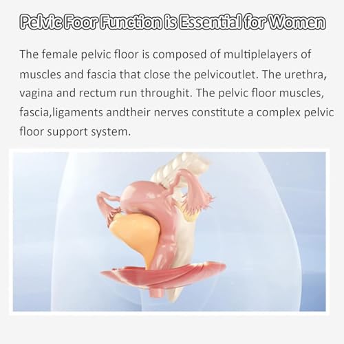 Esercitatore muscolare del pavimento pelvico per incontinenza e trattamento delle perdite della vescica, aiuta il recupero post-partum, strumento di rafforzamento per la salute delle donne