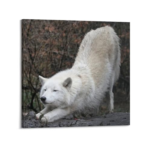 Poster loup blanc XKUGA décoration sauvage sur toile carrée 30x30 cm