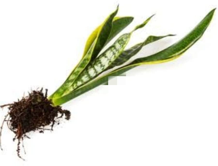 snake plant yellow (B0BWTGP4LK) Amazon Price History, Amazon Price Tracker