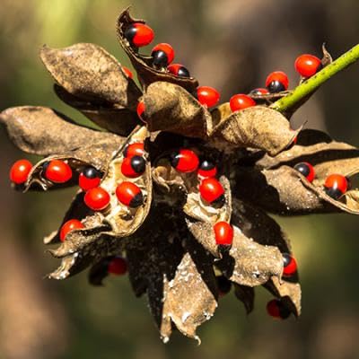 See full amazon price history chart for red black gunja seed chirmi seed (121 seeds) red black gunja seed chirmi seed (121 seeds) (B0CR7XRHNL) Amazon Price History, Amazon Price Tracker