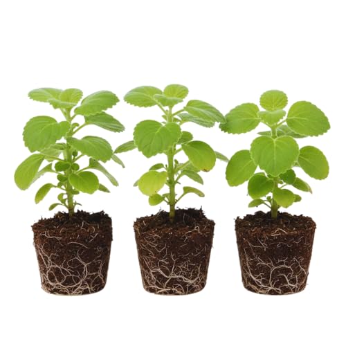 Set 3 Green Cuban Oregano Plants Live Mexican Mint Plant Spanish Thyme Starter Plants from 4 Inc in Height Fragrant Herb Well Rooted