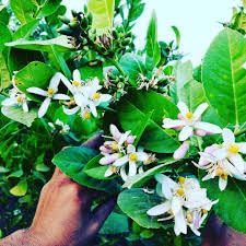 Image of Bahan Traders Seedless Lemon All Season Bearing Live Air Layered Plant Hybrid Nimbu Tree in a plastic grow bag