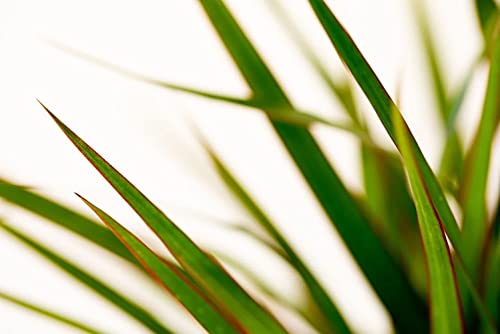 Lively Root Marginata Dragon Tree (Dracaena), 4 Inch In Grower Pot, Easy Care Live Indoor Plant, Dracaena Species #TOP7