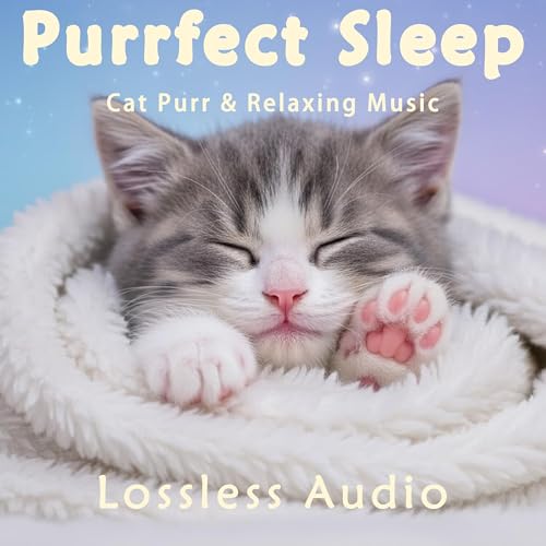 8 小时 - 雨中自然冥想｜放松舒适的冥想音乐｜猫咪呼噜声助眠｜深度放松｜完美睡眠