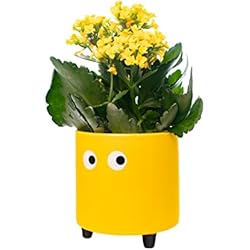 Fisura -   Macetero Original con diseño de Ojos. Macetero Decorativo Interior. Macetero con Patas para Cactus. Maceta de cerámica para Flores y suculentas.13 x 12,5 cm.    (Amarillo)