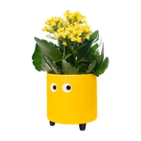 Pot de Fleurs Jaune fisura. Cover