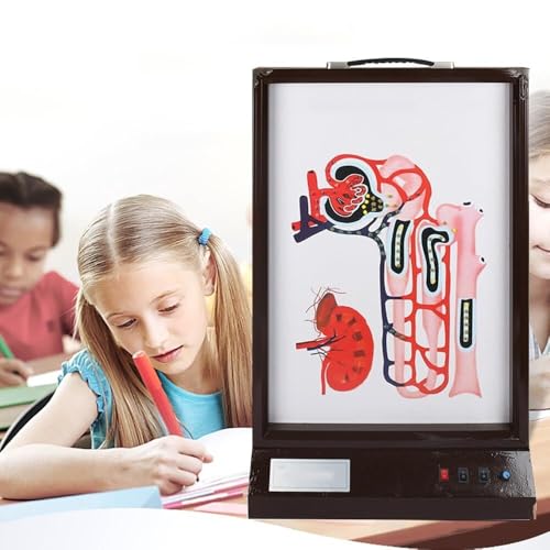 HEQIM Urine Formation Dynamic Model, Electric Biological Teaching Model with LED Light, 3D Dynamic Demonstration, Adjustable Speed, Suitable for Science Classroom Learning Display