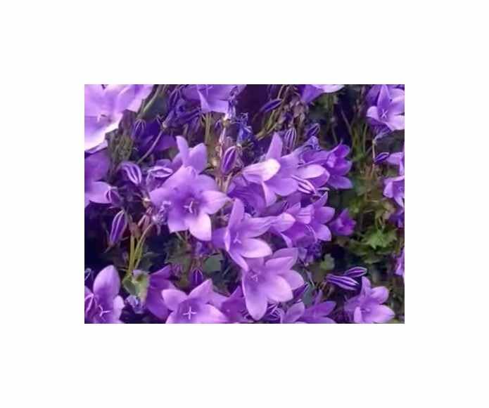 Stk - 40x Wiesen Glockenblume Campanula carpatica Garten Pflanzen - Samen KS316 - Seeds & Plants Shop by Ipsa