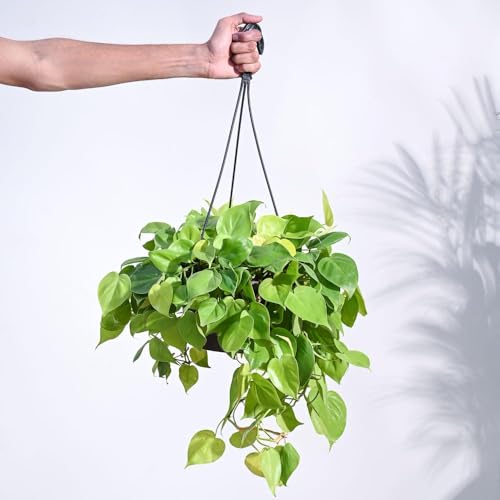 Philodendron Oxy d'intérieur haut de gamme dans son écrin doré chic