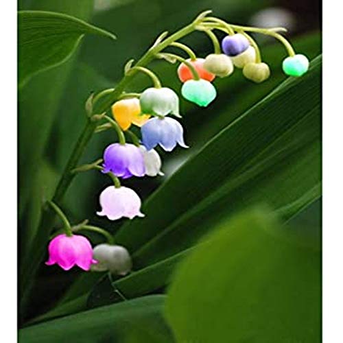 Maiglöckchen Zwiebeln,In Stücken wachsen,Maiglöckchen blumenzwiebeln,Starker Duft von Blumen,Seltene Pflanze-5 Zwiebeln Cover