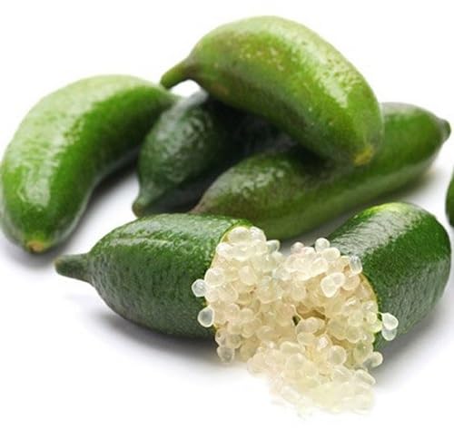 60 graines de citron caviar