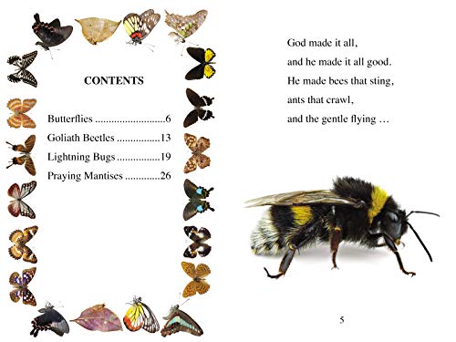 Big Bugs, Little Bugs: Level 2