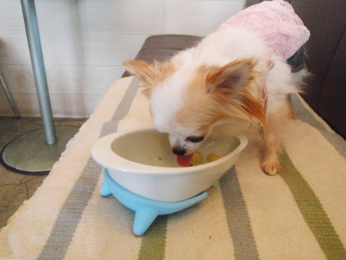 Hario Wanco Porcelain Dog Food Bowl in Mint Blue #TOP18