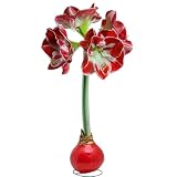 Bonnie Plants Red Waxed Minerva Amaryllis Bulb, Live Plant, Single Bulb