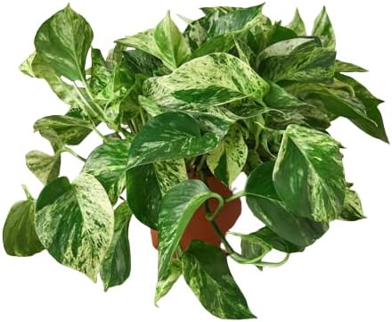HOUSE PLANT SHOP | Pothos 'Green' - 6" Pot | Live Indoor Plant | ...