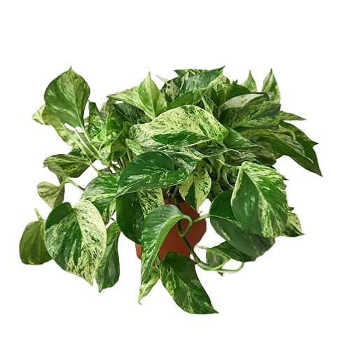 HOUSE PLANT SHOP | Pothos 'Green' - 6" Pot |
