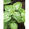 Erdem Garden Natural Basil Green Reyhan 100 Pcs. Seed