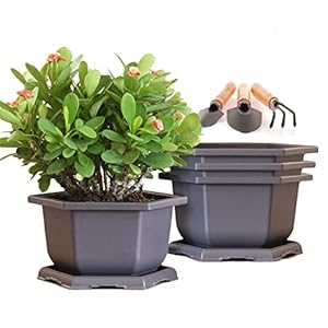 MissFox Bonsai schaal met onderzetter, 4 stuks 15 cm bloempot kunststof met dienblad en mini tuingereedschapset, bonsai schaal zeshoekige plantenpotten voor binnen en buiten