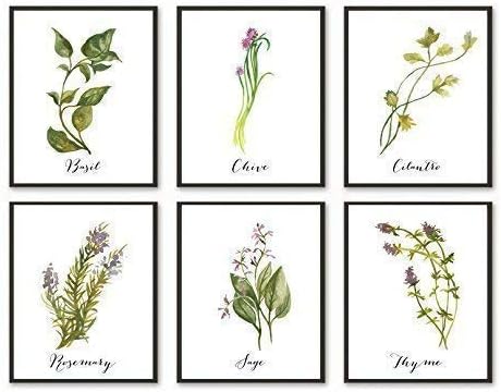 Amazon.com: Kitchen Herbs Art Prints - Botanical Prints - (Set of 6 ...