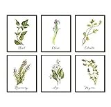 Kitchen Herbs Art Prints - Botanical Prints - (Set of 6) - Unframed - 5x7s
