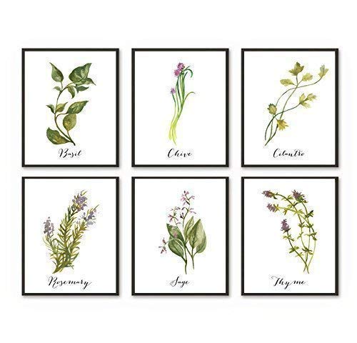Kitchen Herbs Art Prints - Botanical Prints - (Set of